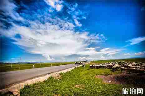 若尔盖大草原什么时候去最好 若尔盖大草原几月份开花 若尔盖大草原什么时候去最好 若尔盖大草原几月份开花