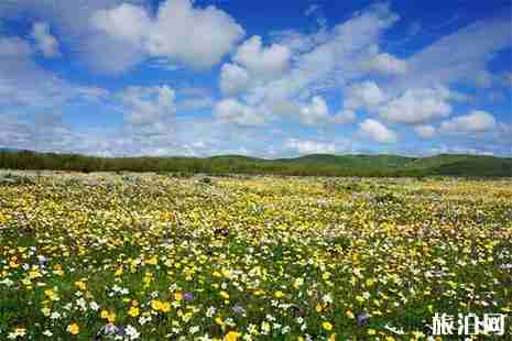 若尔盖大草原什么时候去最好 若尔盖大草原几月份开花 若尔盖大草原什么时候去最好 若尔盖大草原几月份开花
