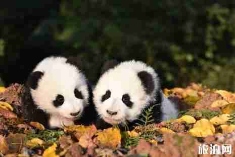 成都有几个熊猫基地 2019成都大熊猫基地攻略 成都有几个熊猫基地 2019成都大熊猫基地攻略