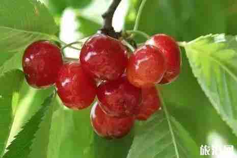 武汉周边樱桃采摘攻略