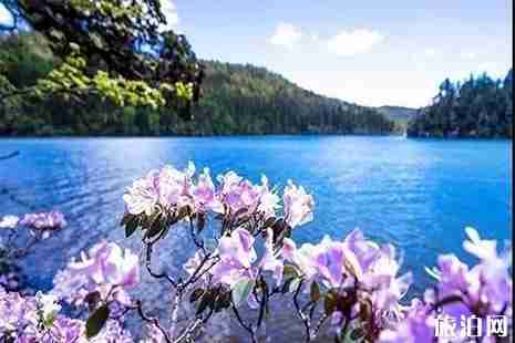 云南迪庆州杜鹃花 花期+地点 云南迪庆州杜鹃花 花期+地点