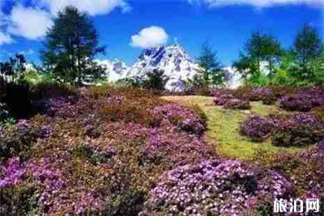 云南迪庆州杜鹃花 花期+地点 云南迪庆州杜鹃花 花期+地点