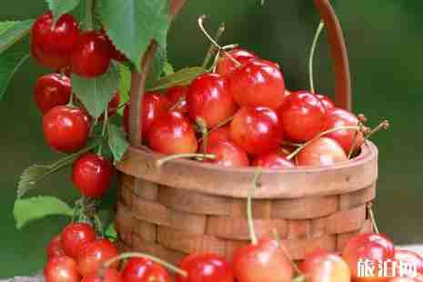 青岛樱桃采摘时间2019+价格+地址+交通