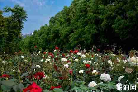 湖南郴州哪里赏月季花比较好 湖南郴州哪里赏月季花比较好