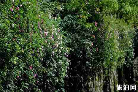 湖南郴州哪里赏月季花比较好 湖南郴州哪里赏月季花比较好