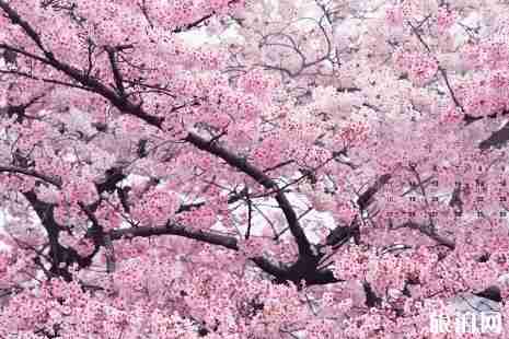 2019杭州赏花时间表 2019杭州赏花时间表
