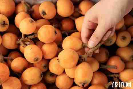 2019成都枇杷采摘攻略 2019成都枇杷采摘攻略