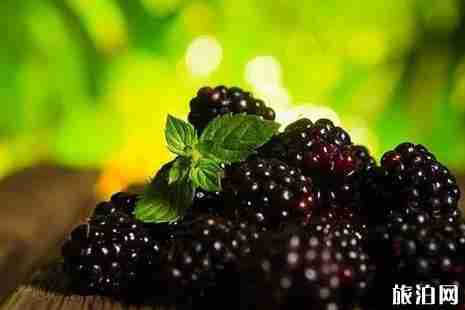 2019成都周边桑葚采摘攻略