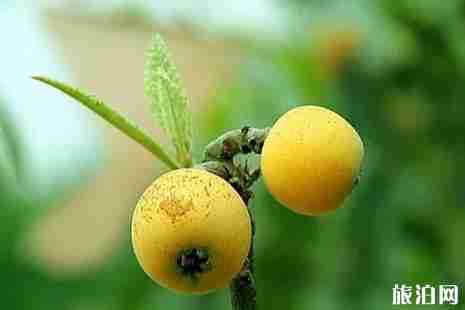 2019成都周边枇杷采摘攻略 2019成都周边枇杷采摘攻略