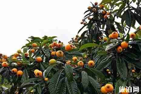 2019成都周边枇杷采摘攻略 2019成都周边枇杷采摘攻略