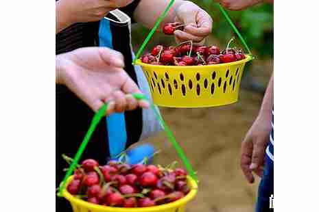 青島西海岸櫻桃采摘攻略