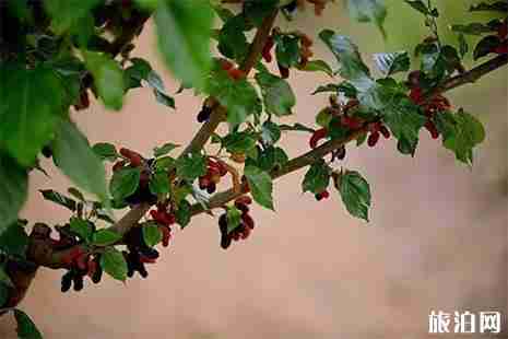 青島西海岸櫻桃采摘攻略