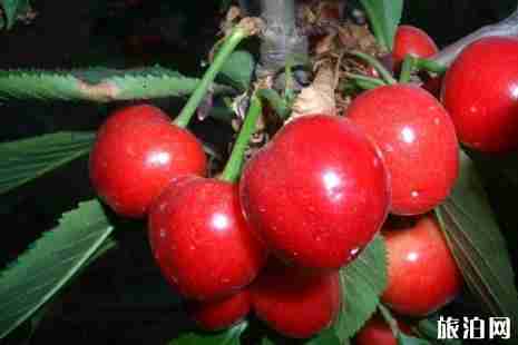 2019武汉采摘水果时间表+价格+地址 2019武汉采摘水果时间表+价格+地址