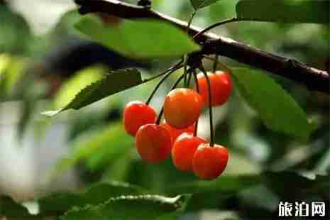 连云港樱桃采摘地推荐 连云港樱桃采摘地推荐