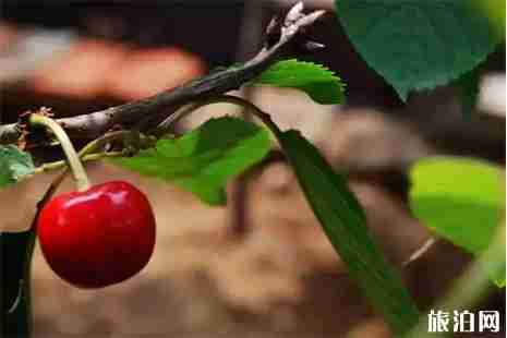 连云港樱桃采摘地推荐 连云港樱桃采摘地推荐