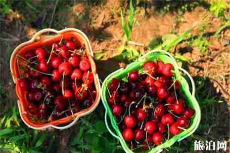北京西集樱桃采摘园盘点 价格+地点 北京西集樱桃采摘园盘点 价格+地点
