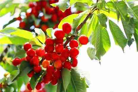 北京西集樱桃采摘园盘点 价格+地点