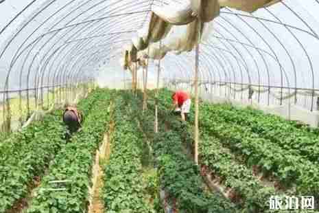 2019连云港哪有采摘园+地址+交通 2019连云港哪有采摘园+地址+交通