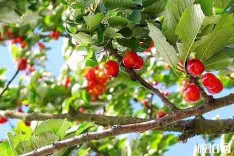 2019连云港哪有采摘园+地址+交通 2019连云港哪有采摘园+地址+交通