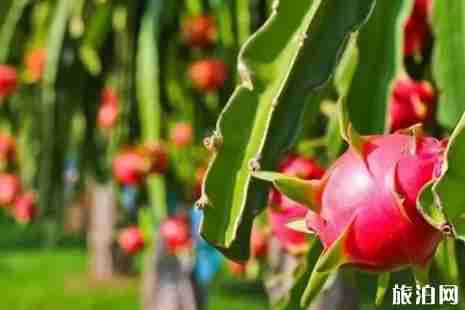 2019连云港哪有采摘园+地址+交通 2019连云港哪有采摘园+地址+交通