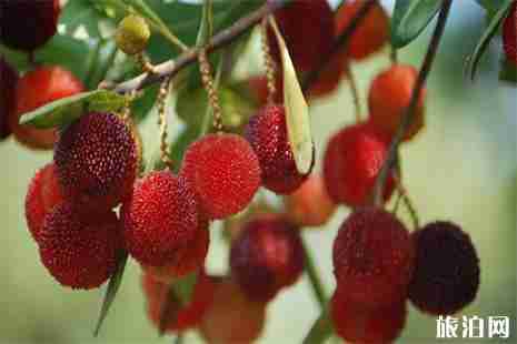 南昌杨梅蓝莓的采摘园有哪些 南昌杨梅蓝莓的采摘园有哪些