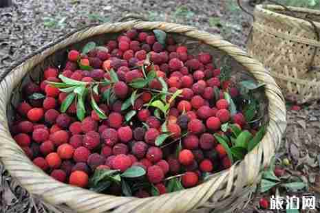 南昌杨梅蓝莓的采摘园有哪些 南昌杨梅蓝莓的采摘园有哪些