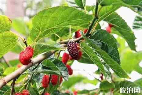 2019浙江桑葚几月成熟+采摘园在哪里 2019浙江桑葚几月成熟+采摘园在哪里