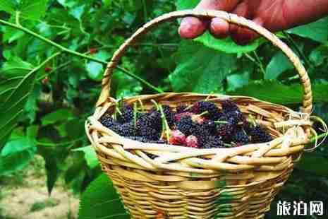 2019浙江桑葚几月成熟+采摘园在哪里 2019浙江桑葚几月成熟+采摘园在哪里