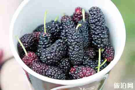 宜昌桑葚采摘园在哪里 宜昌桑葚采摘园在哪里