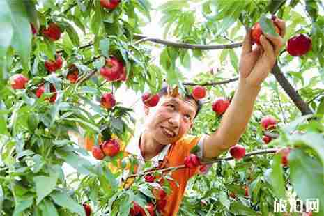 宜昌桑葚采摘园在哪里 宜昌桑葚采摘园在哪里