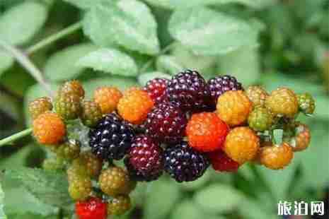 福建桑葚采摘园在哪里