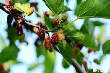 福建桑葚采摘园在哪里