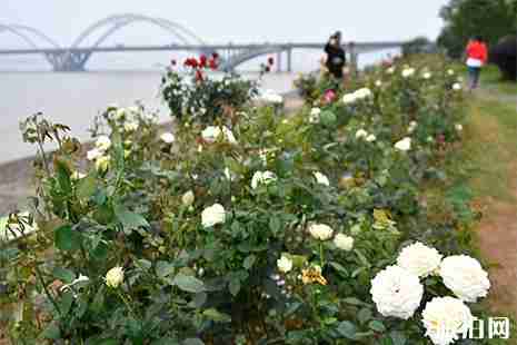 南昌赏月季花的地方有哪些 南昌赏月季花的地方有哪些