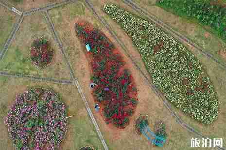 南昌赏月季花的地方有哪些 南昌赏月季花的地方有哪些