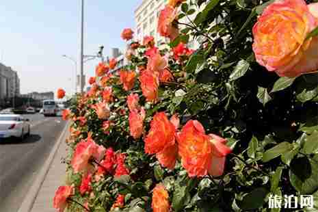 2019第十一屆北京月季文化節活動內容 附賞花攻略 2019第十一屆北京月季文化節活動內容 附賞花攻略