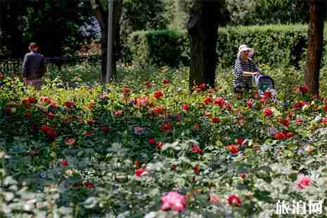 2019第十一屆北京月季文化節活動內容 附賞花攻略 2019第十一屆北京月季文化節活動內容 附賞花攻略