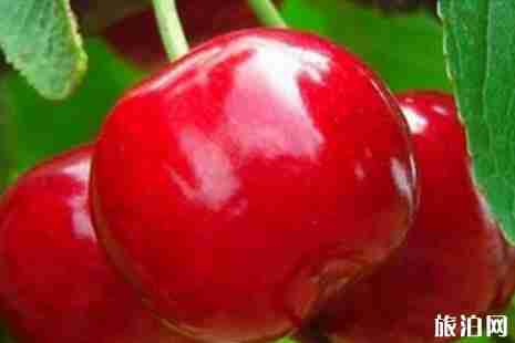 2019汶川車厘子幾月份成熟 2019汶川車厘子在哪里采摘