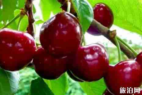 2019汶川車厘子幾月份成熟 2019汶川車厘子在哪里采摘