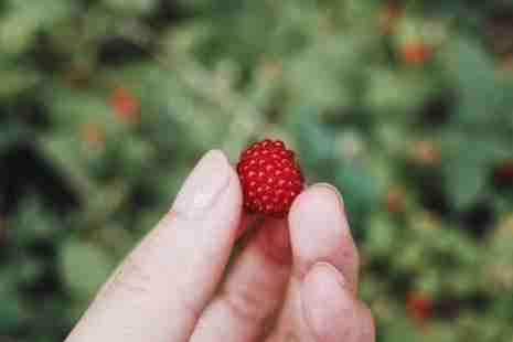 2019浙江覆盆子采摘园推荐 2019浙江覆盆子采摘园推荐