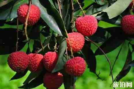 2019深圳哪里有荔枝采摘园(地址+价格+最佳采摘时间) 2019深圳哪里有荔枝采摘园(地址+价格+最佳采摘时间)