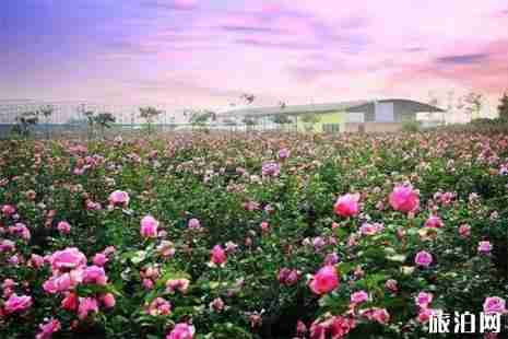 2019成都玫瑰园赏花攻略(地址+门票+最佳观赏期) 2019成都玫瑰园赏花攻略(地址+门票+最佳观赏期)