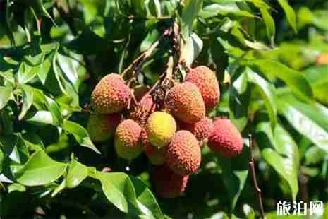 5月19日中国旅游日海口景区活动汇总2019 5月19日中国旅游日海口景区活动汇总2019