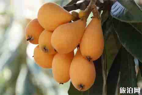 重庆南岸区枇杷园盘点 价格+交通 重庆南岸区枇杷园盘点 价格+交通