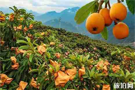 2019江西信州沙溪古镇枇杷节 价格+采摘攻略 2019江西信州沙溪古镇枇杷节 价格+采摘攻略