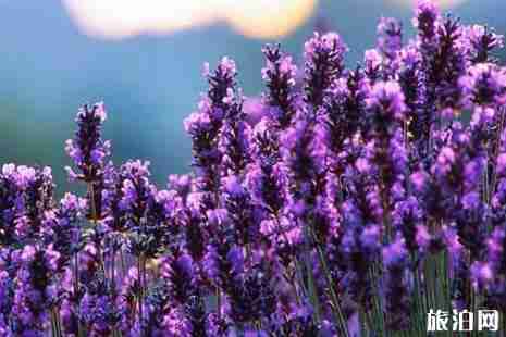 2019年六月去哪里赏花好 2019年六月去哪里赏花好