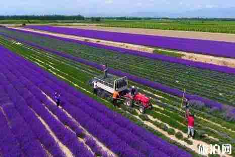 2019年六月去哪里赏花好 2019年六月去哪里赏花好