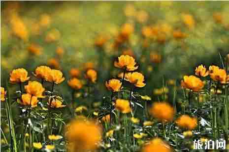 2019年六月去哪里赏花好 2019年六月去哪里赏花好