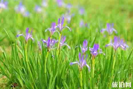 2019年六月去哪里赏花好 2019年六月去哪里赏花好