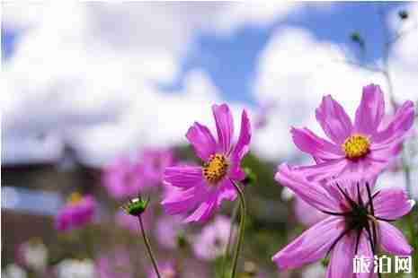 2019年六月去哪里赏花好 2019年六月去哪里赏花好