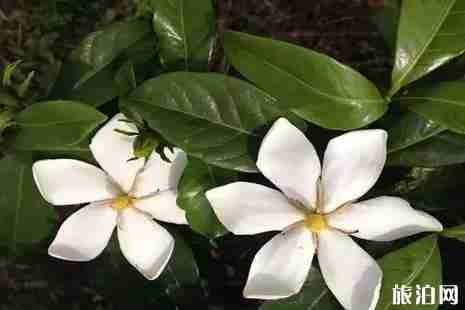 2019年六月去哪里赏花好 2019年六月去哪里赏花好